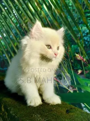 Persian Kittens