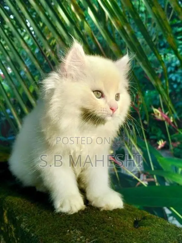 Persian Kittens