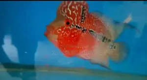 Flowerhorn Fish