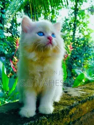 Persian Kittens