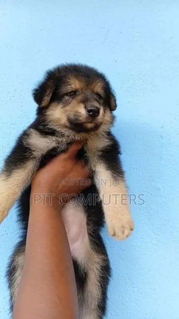 German Shepherd Long Coat Puppies