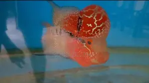 Flowerhorn Fish