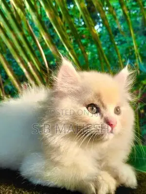 Persian Kittens