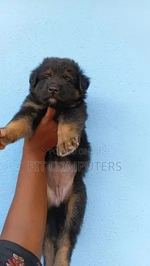 German Shepherd Long Coat Puppies