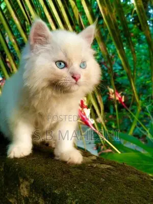 Persian Kittens
