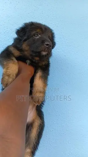 German Shepherd Long Coat Puppies