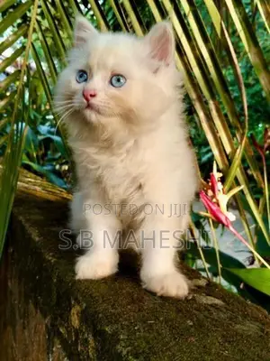 Persian Kittens