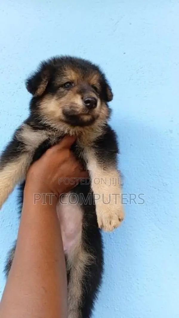 German Shepherd Long Coat Puppies