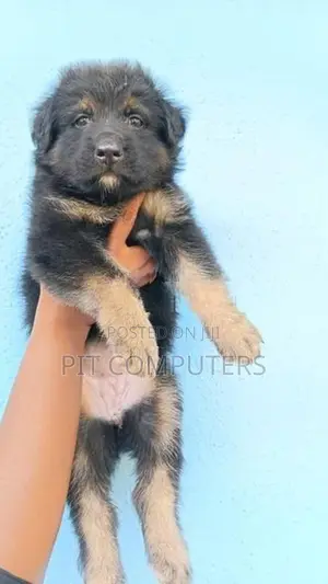 German Shepherd Long Coat Puppies