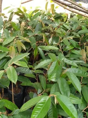 දුරියන් පැළ