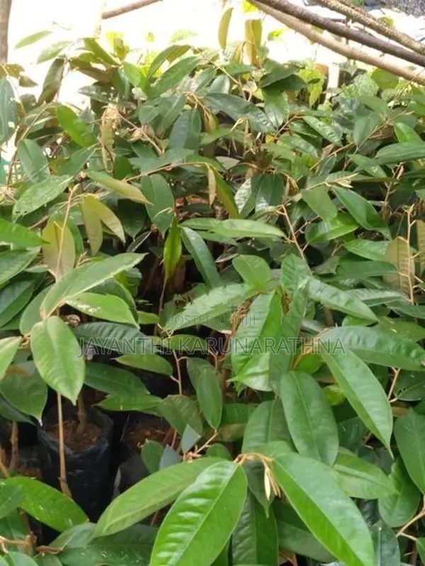 දුරියන් පැළ