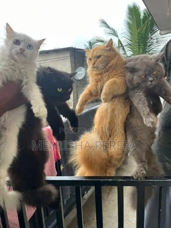 Persian Cats