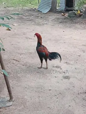 Rooster