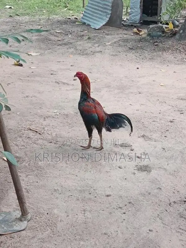 Rooster