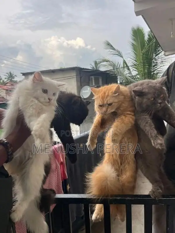 Persian Cats