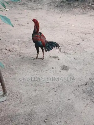 Rooster