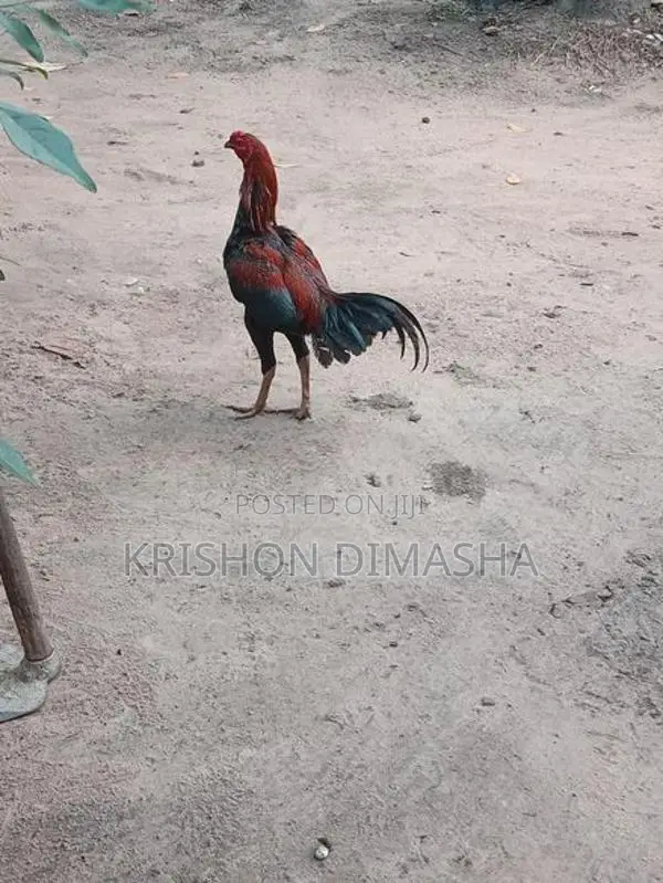 Rooster