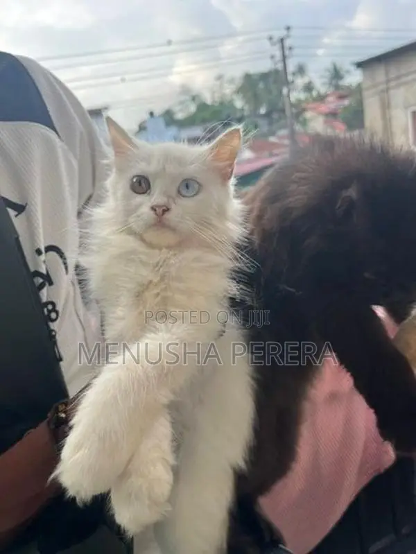 Persian Cats