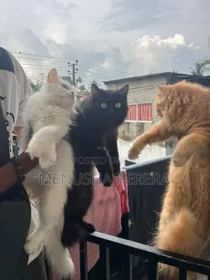 Persian Cats