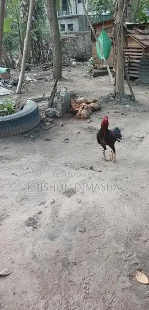 Rooster