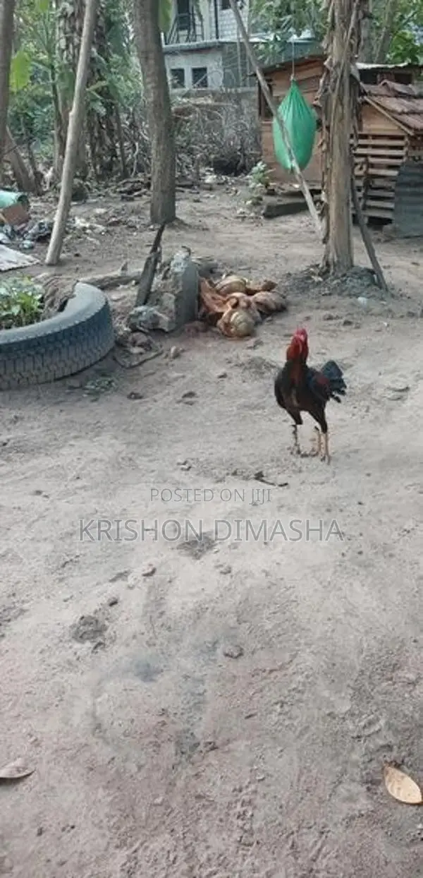 Rooster
