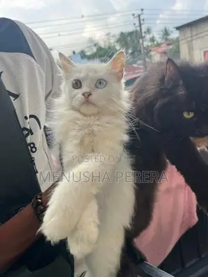 Persian Cats