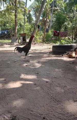 Rooster