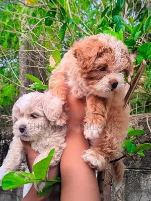 Terrier Puppies