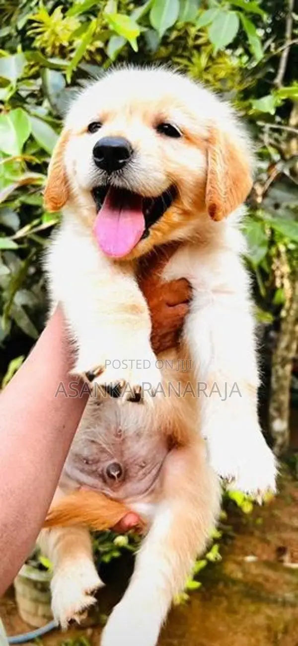 Golden Retriever Puppies