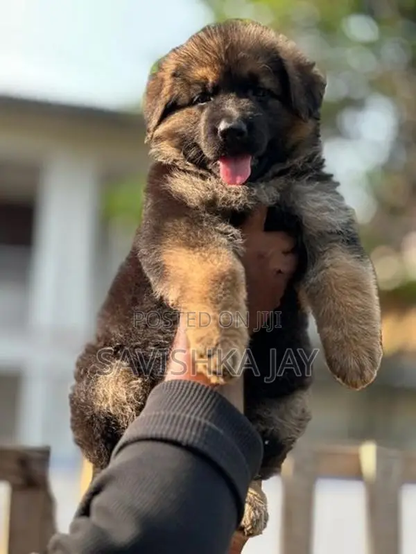 German Shepherd Long Coat Puppies