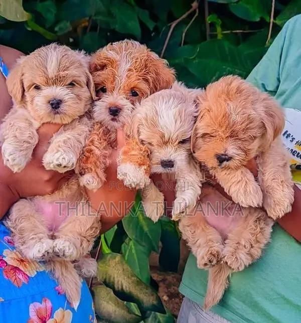 Terrier Puppies