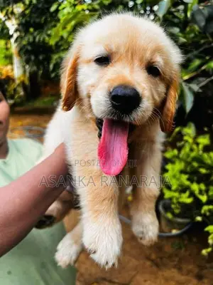 Golden Retriever Puppies
