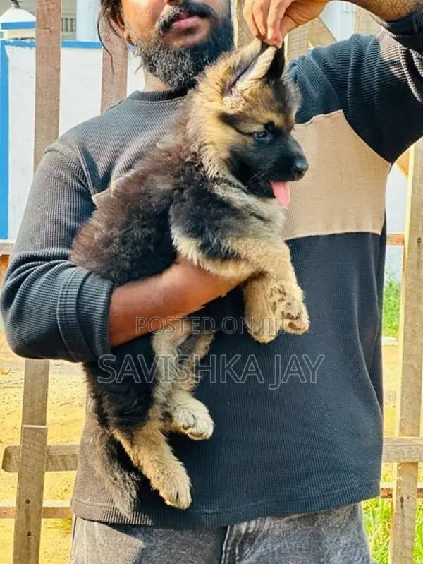 German Shepherd Long Coat Puppies