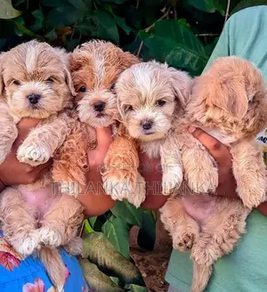 Terrier Puppies