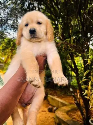 Golden Retriever Puppies