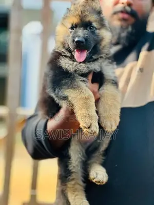 German Shepherd Long Coat Puppies