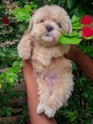 Terrier Puppies