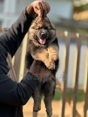 German Shepherd Long Coat Puppies