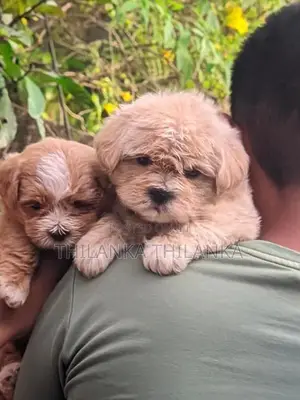 Terrier Puppies