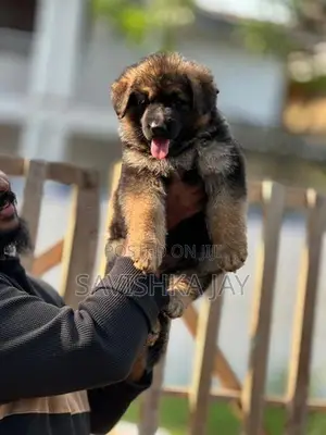 German Shepherd Long Coat Puppies