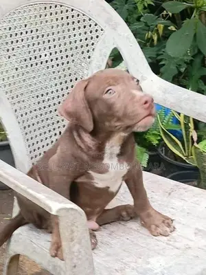 American Bully Puppies
