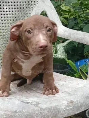 American Bully Puppies