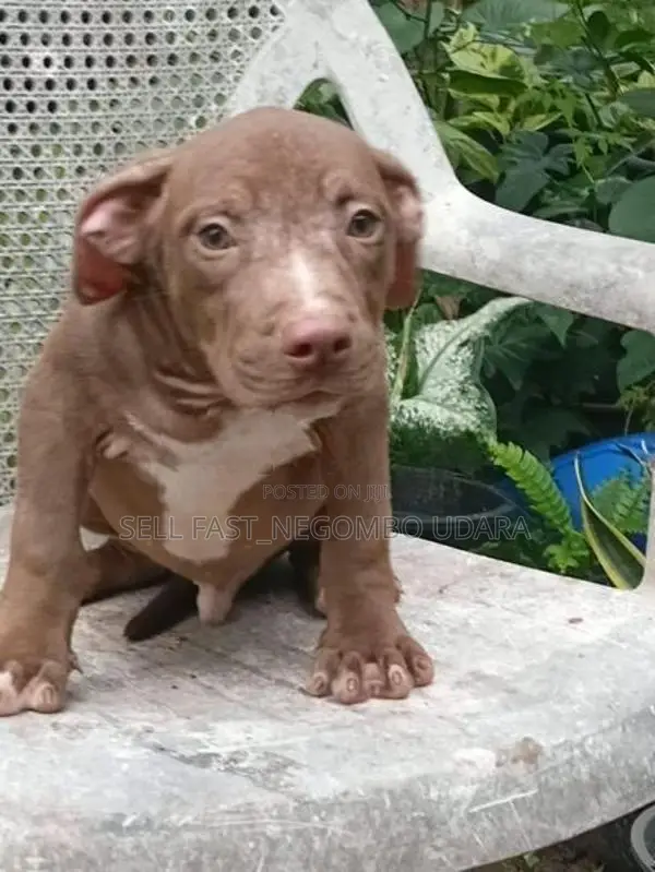 American Bully Puppies