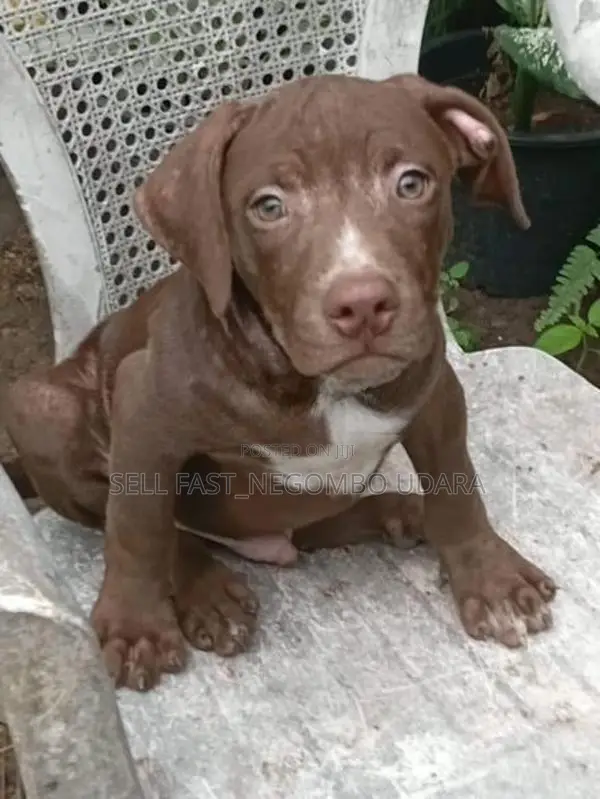 American Bully Puppies