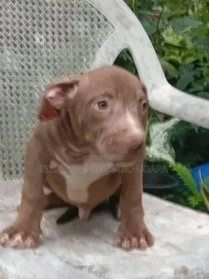 American Bully Puppies