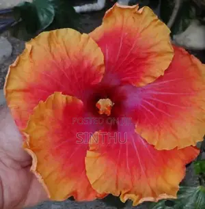 செம்பருத்தி மரக்கன்றுகள்