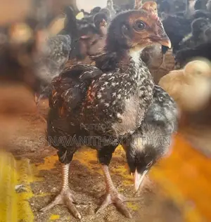 கிளிநொச்சி ஊர்க்கோழிகள்