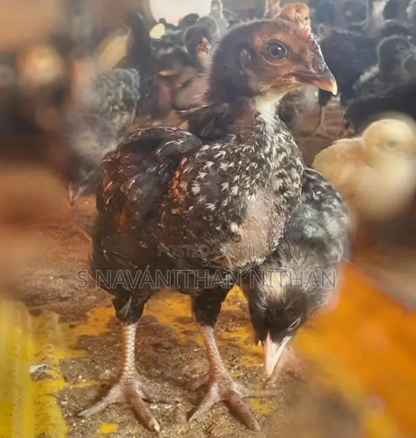 கிளிநொச்சி ஊர்க்கோழிகள்
