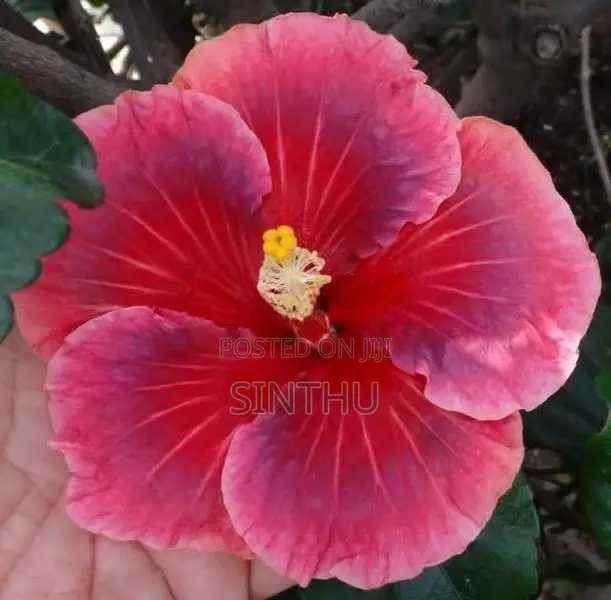 செம்பருத்தி மரக்கன்றுகள்
