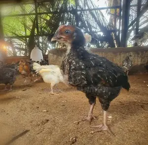 கிளிநொச்சி ஊர்க்கோழிகள்